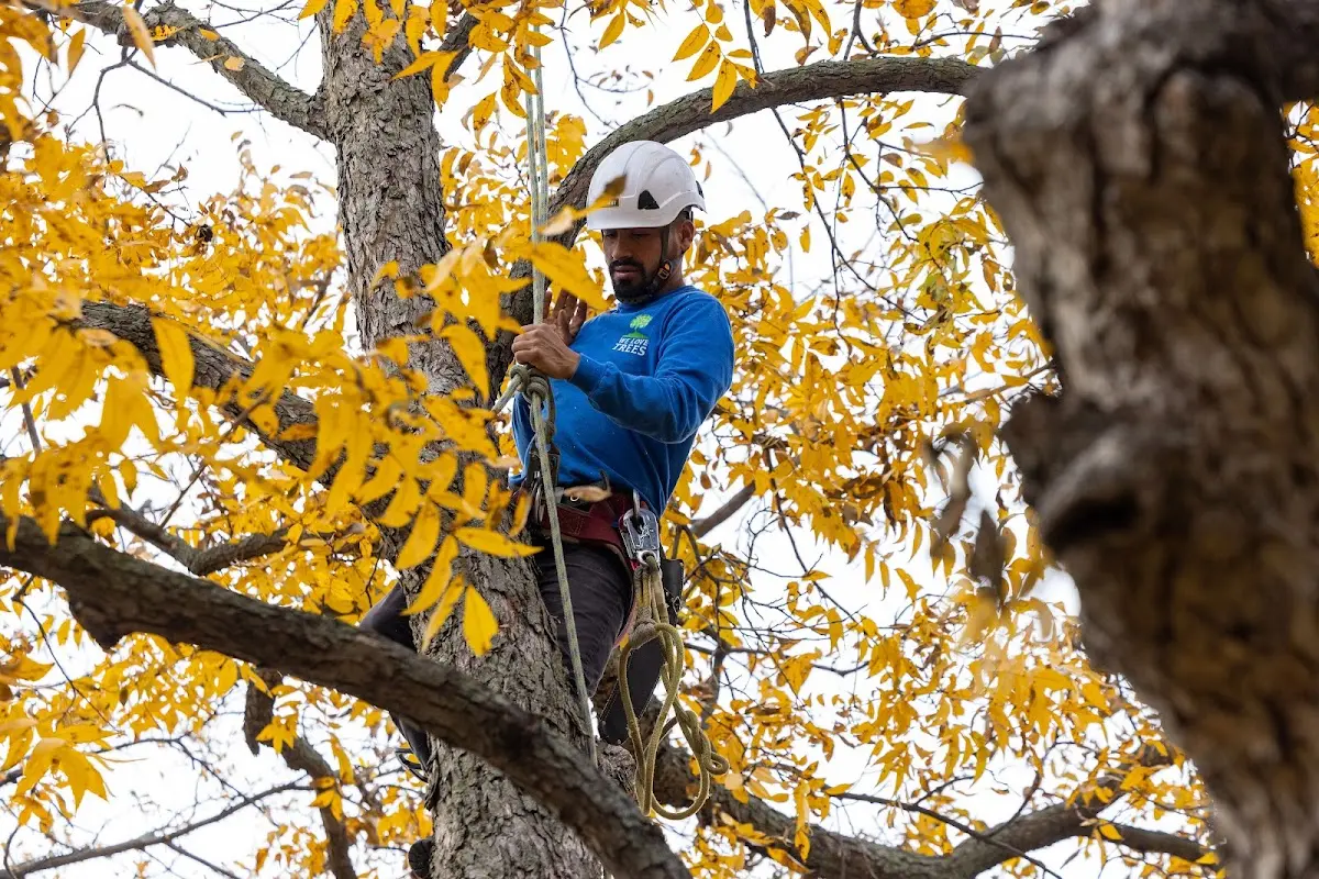 Skilled Tree Planting crew working in Seaside Park