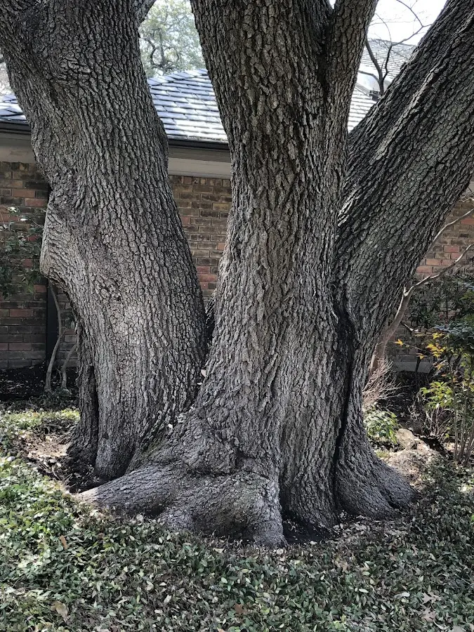 Mature heritage tree close to a Seaside Park property cared for by certified arborists